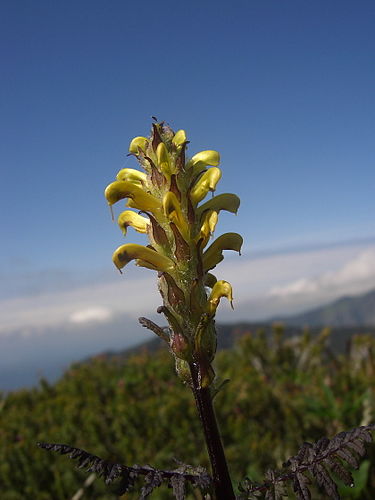 Pedicularis rainierensis